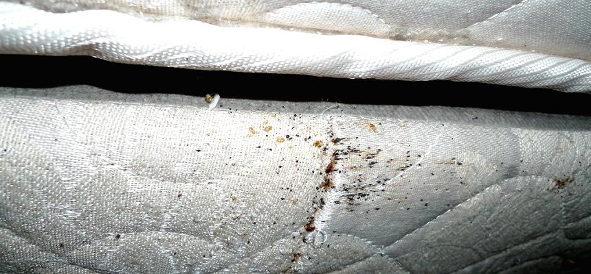 Постельные клопы: игнорировать их опасно, мы расскажем почему признаки появления клопов