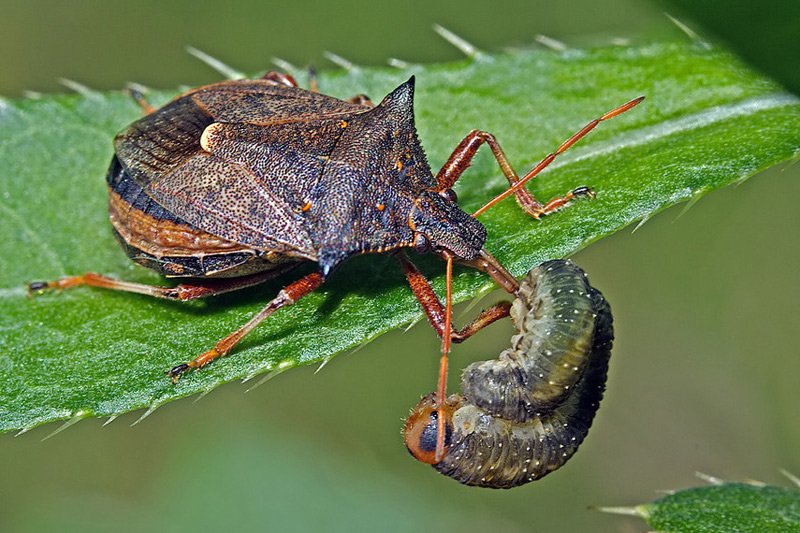 Пикромерус – хищник, питающийся гусеницами личинками и взрослыми насекомыми
