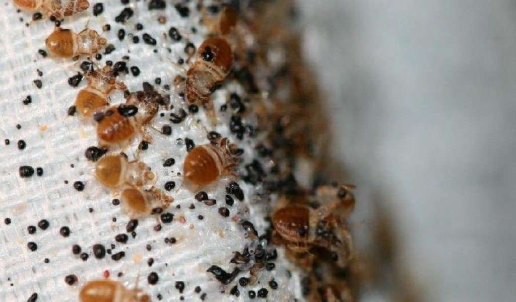 Черные пятна и шкурки от клопов