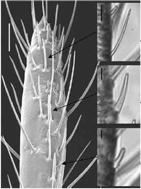 Клопы слабо реагируют на запахи человека
