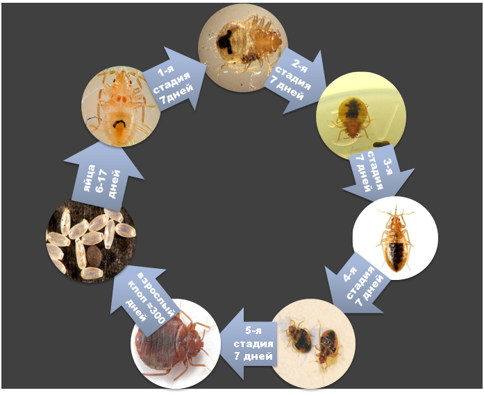 Жизненный цикл клопа