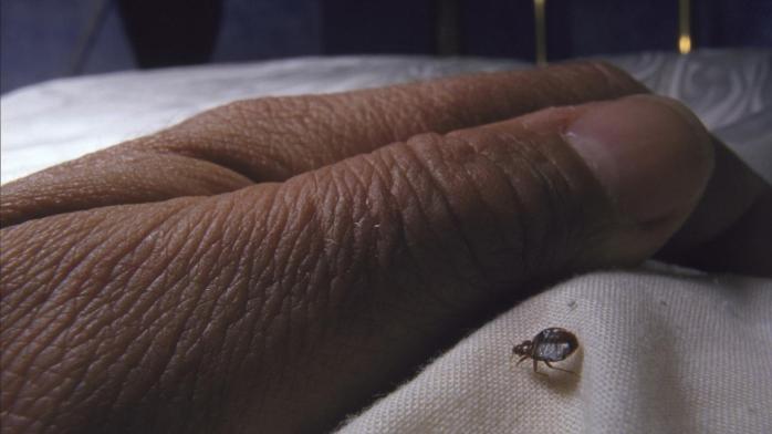 Клопы находят жертву, ориентируясь на тепло