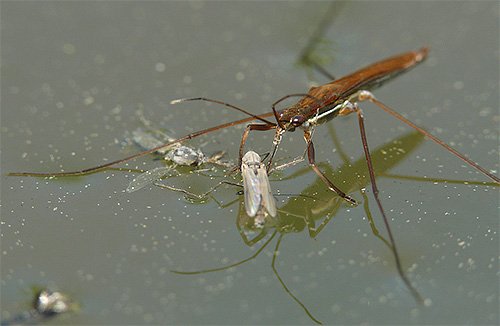 Хищный водяной клоп водомерка питается насекомыми