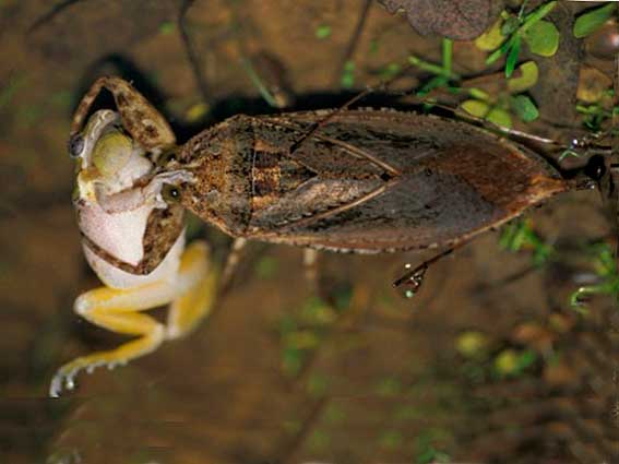 Гигантская белостома питается насекомыми, рыбой, земноводными и мелкими рептилиями