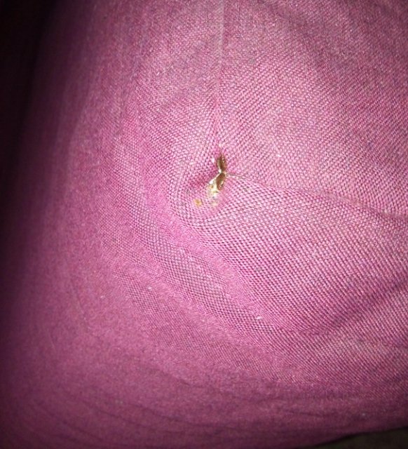 клопы в швах подушки