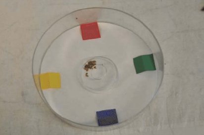 как клопы воспринимают цвета