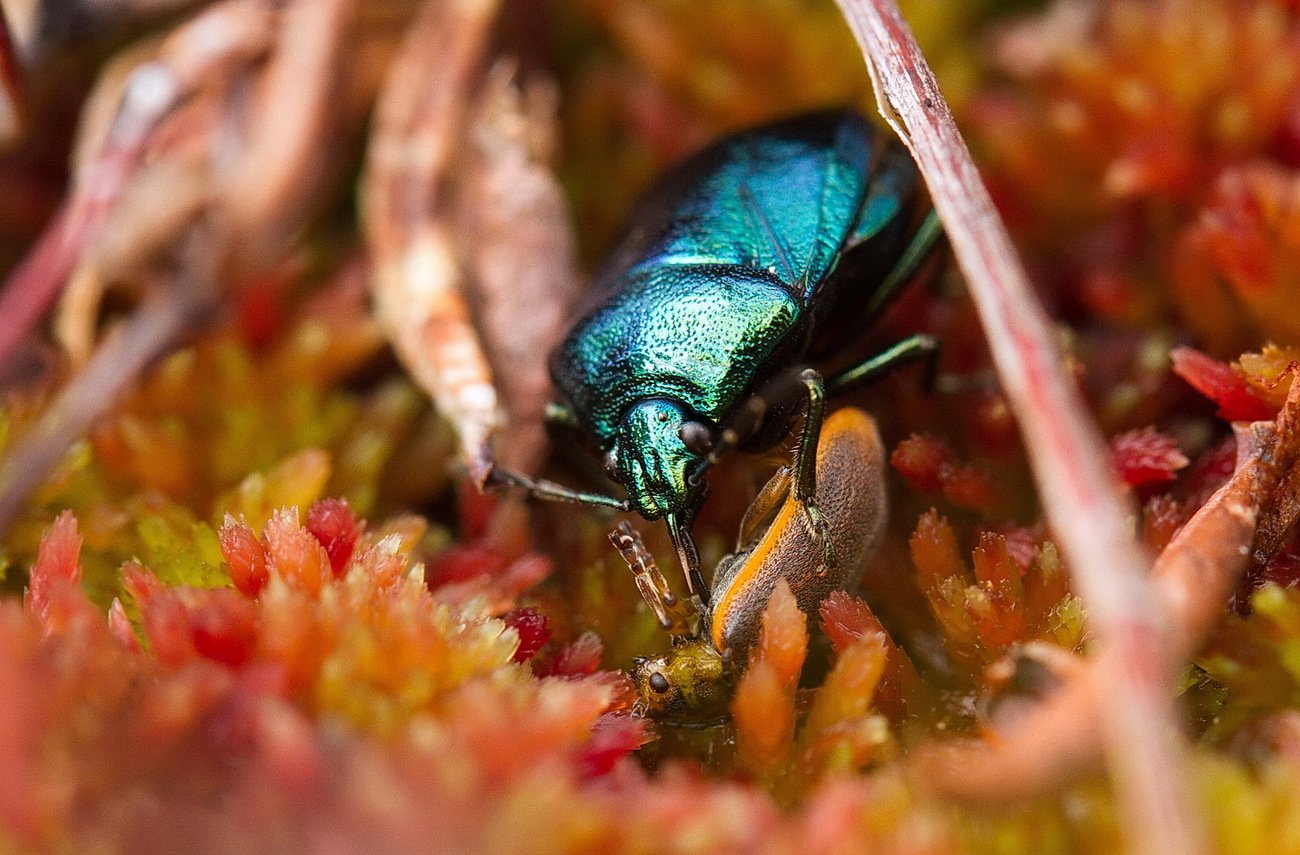 Клоп щитник голубой питается жуками-листоедами