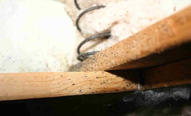 следы клопов в пружинном блоке