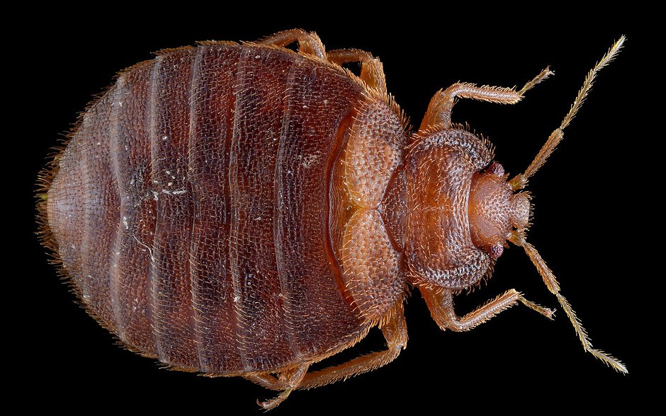 Клопы обладают тактильной чувствительностью