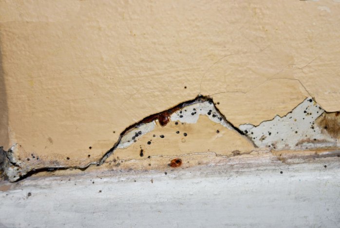 Клопы в трещинах