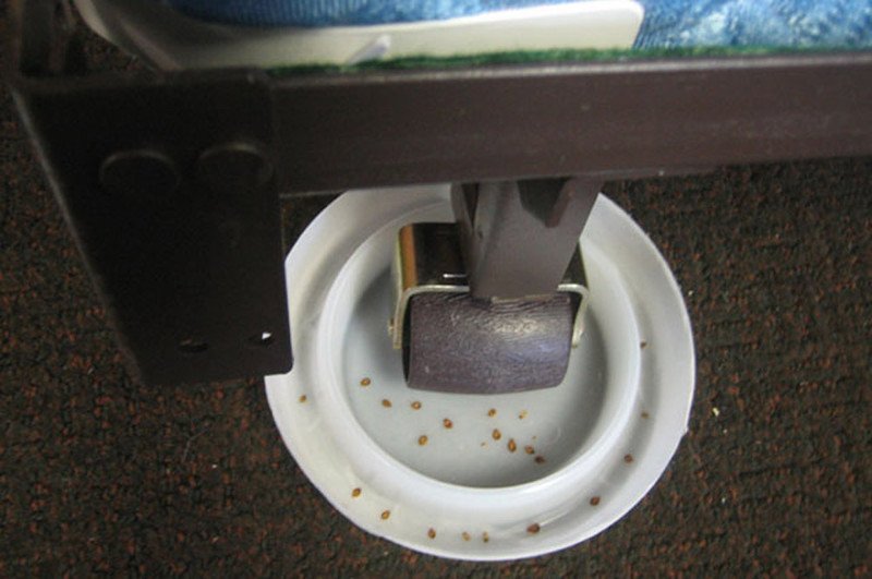 Регулярно просматривайте и опустошайте ловушки от клопов Проводите мониторинг после обработки