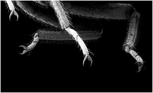 Механорецепторы помогают клопам в поиске пищи