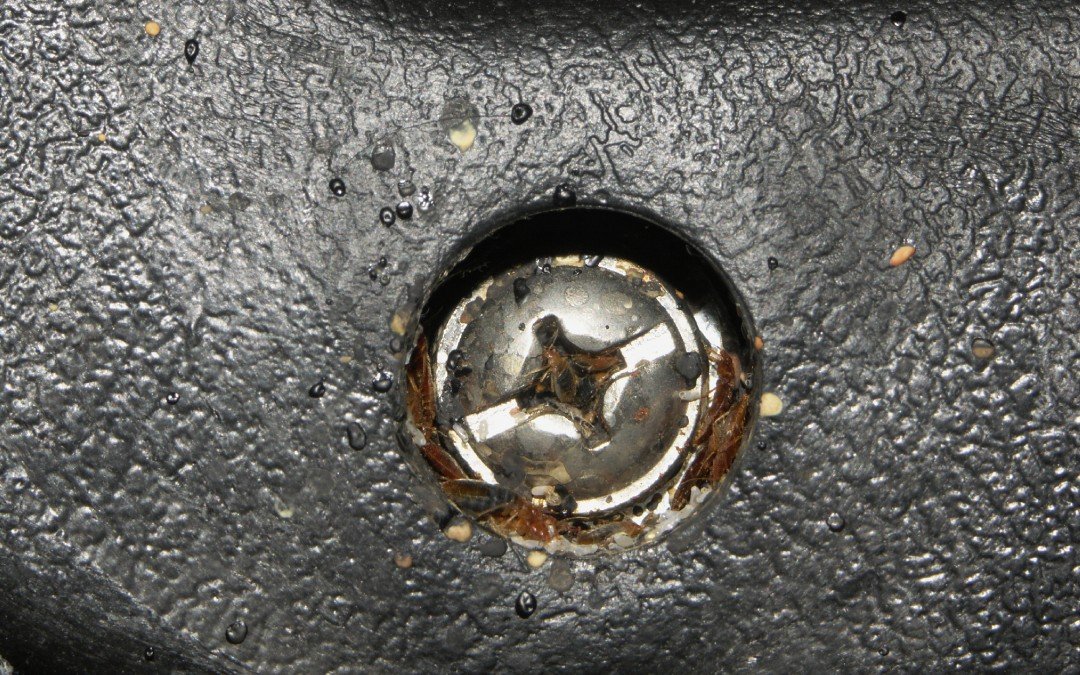 Клопы прячутся в бытовой технике