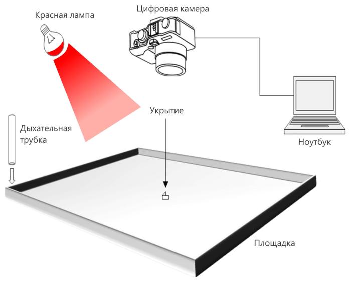 клопы находят человека по дыханию