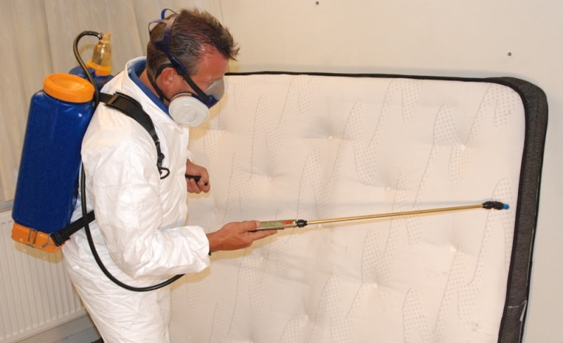 как избавиться от клопов в гостинице